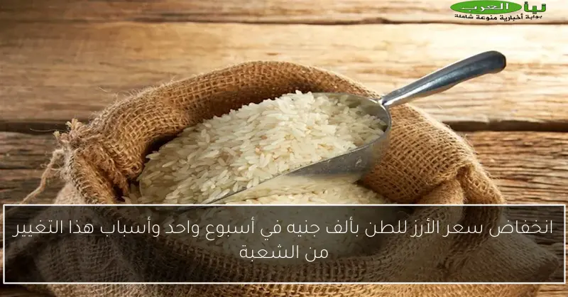 انخفاض سعر الأرز للطن بألف جنيه في أسبوع واحد وأسباب هذا التغيير من الشعبة