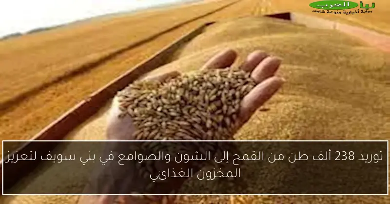 توريد 238 ألف طن من القمح إلى الشون والصوامع في بني سويف لتعزيز المخزون الغذائي
