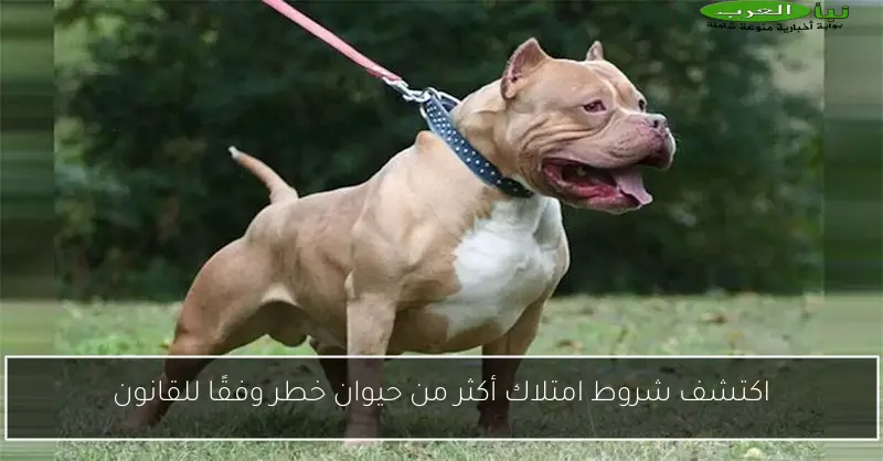 اكتشف شروط امتلاك أكثر من حيوان خطر وفقًا للقانون