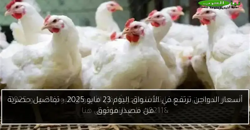 أسعار الدواجن ترتفع في الأسواق اليوم 23 مايو 2025 – تفاصيل حصرية من مصدر موثوق