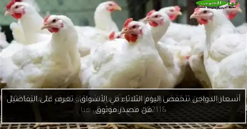 أسعار الدواجن تنخفض اليوم الثلاثاء في الأسواق.. تعرف على التفاصيل من مصدر موثوق