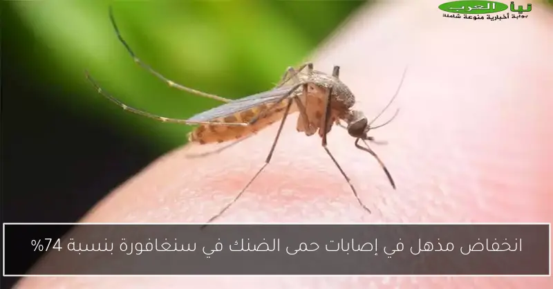 انخفاض مذهل في إصابات حمى الضنك في سنغافورة بنسبة 74%