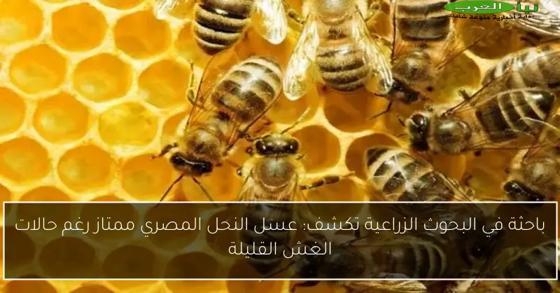 باحثة في البحوث الزراعية تكشف: عسل النحل المصري ممتاز رغم حالات الغش القليلة