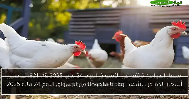 أسعار الدواجن تشهد ارتفاعًا ملحوظًا في الأسواق اليوم 24 مايو 2025