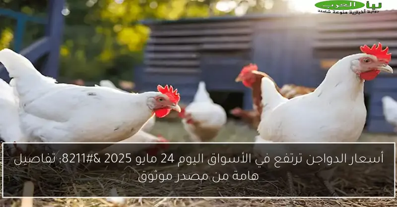 أسعار الدواجن ترتفع في الأسواق اليوم 24 مايو 2025 – تفاصيل هامة من مصدر موثوق