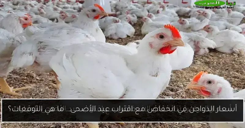 أسعار الدواجن في انخفاض مع اقتراب عيد الأضحى.. ما هي التوقعات؟
