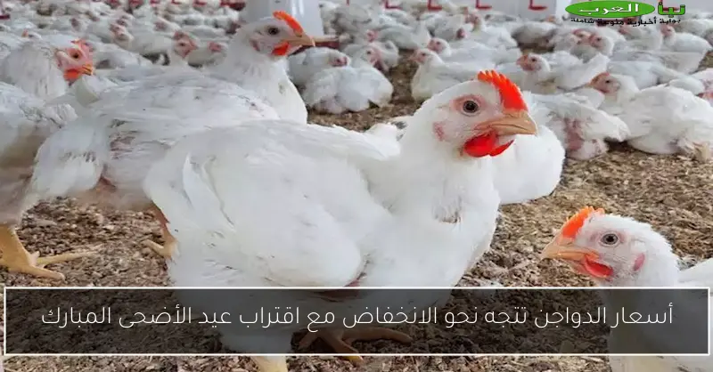 أسعار الدواجن تتجه نحو الانخفاض مع اقتراب عيد الأضحى المبارك