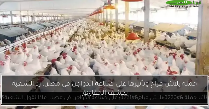 حملة بلاش فراخ وتأثيرها على صناعة الدواجن في مصر.. رد الشعبة يكشف الحقائق