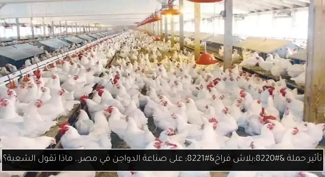 تأثير حملة “بلاش فراخ” على صناعة الدواجن في مصر.. ماذا تقول الشعبة؟