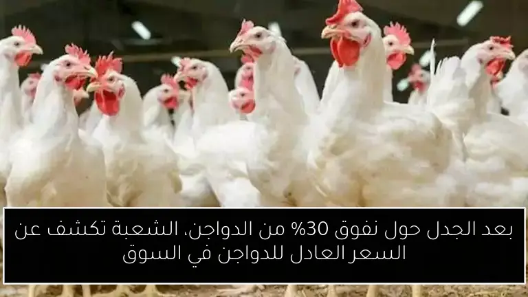 بعد الجدل حول نفوق 30% من الدواجن، الشعبة تكشف عن السعر العادل للدواجن في السوق