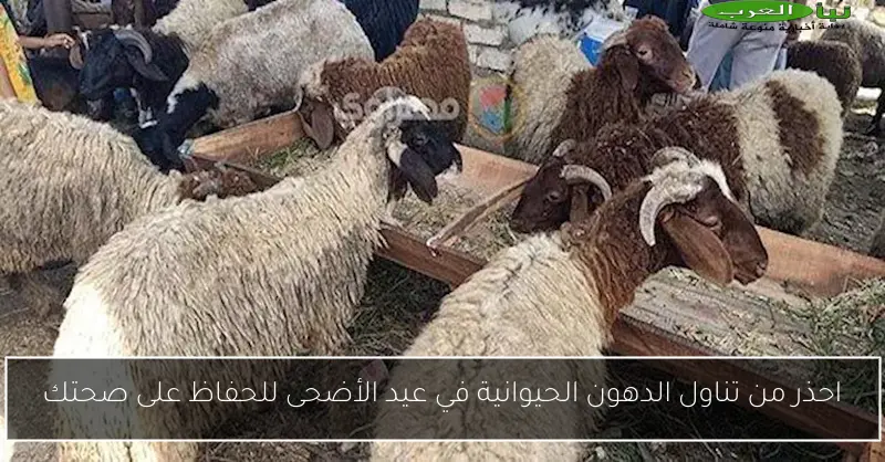 احذر من تناول الدهون الحيوانية في عيد الأضحى للحفاظ على صحتك