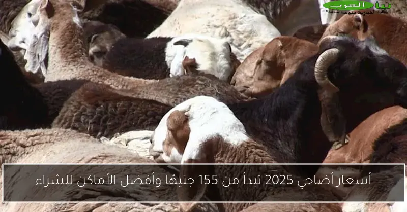 أسعار أضاحي 2025 تبدأ من 155 جنيهًا وأفضل الأماكن للشراء