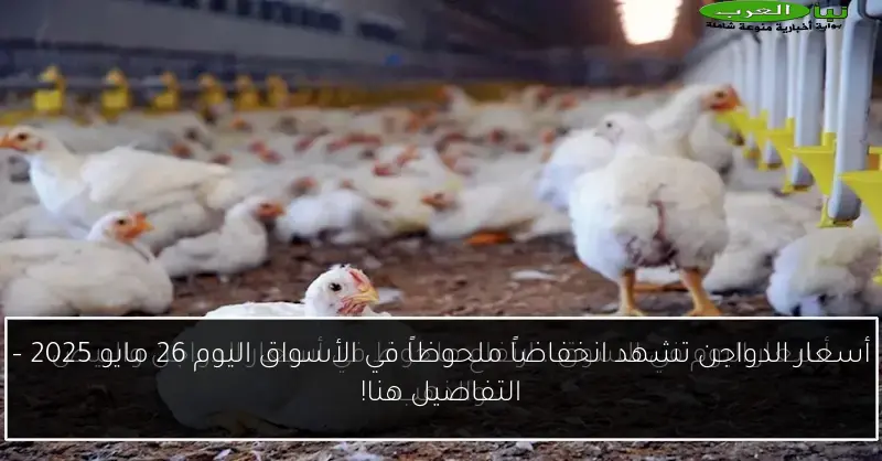 أسعار الدواجن تشهد انخفاضاً ملحوظاً في الأسواق اليوم 26 مايو 2025 – التفاصيل هنا!