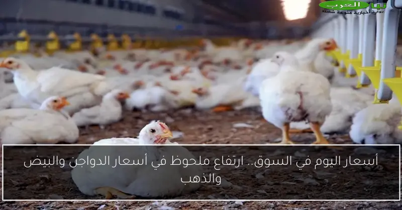 أسعار اليوم في السوق.. ارتفاع ملحوظ في أسعار الدواجن والبيض والذهب