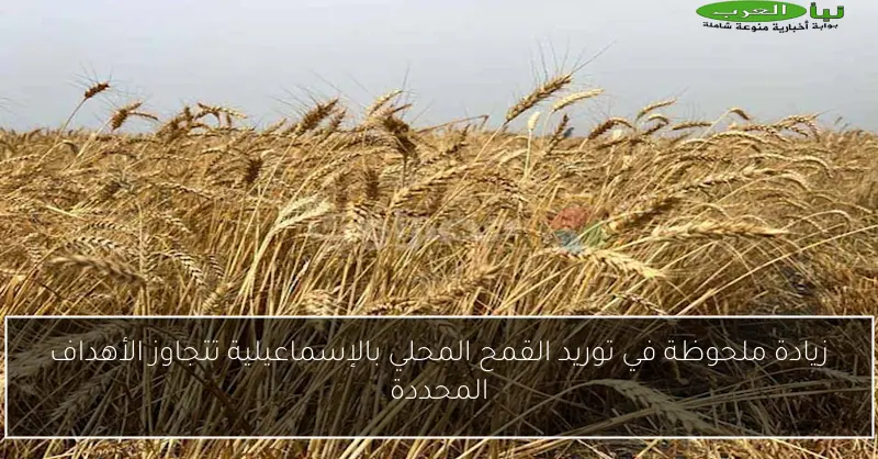 زيادة ملحوظة في توريد القمح المحلي بالإسماعيلية تتجاوز الأهداف المحددة