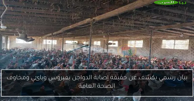 بيان رسمي يكشف عن حقيقة إصابة الدواجن بفيروس وبائي ومخاوف الصحة العامة