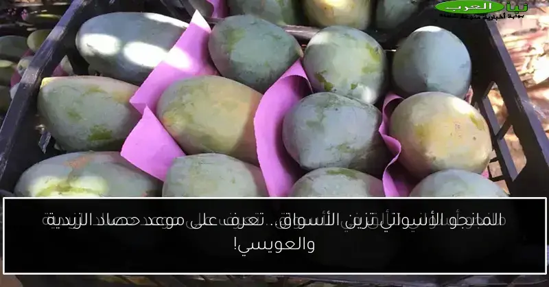 المانجو الأسواني تزين الأسواق.. تعرف على موعد حصاد الزبدية والعويسي!