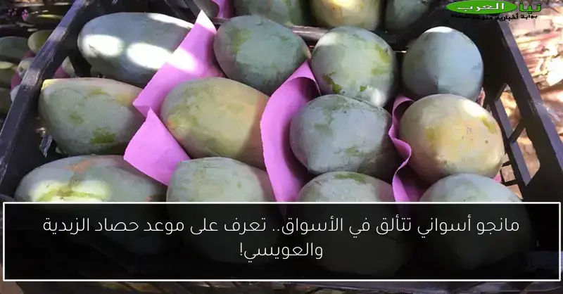 مانجو أسواني تتألق في الأسواق.. تعرف على موعد حصاد الزبدية والعويسي!