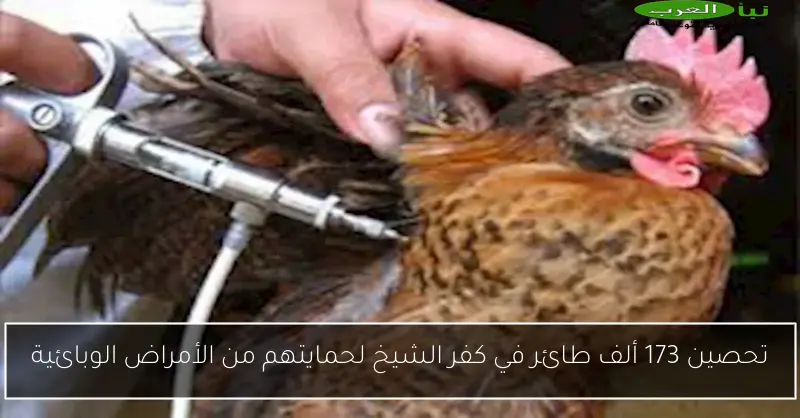 تحصين 173 ألف طائر في كفر الشيخ لحمايتهم من الأمراض الوبائية