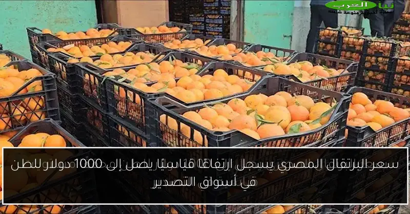 سعر البرتقال المصري يسجل ارتفاعًا قياسيًا يصل إلى 1000 دولار للطن في أسواق التصدير