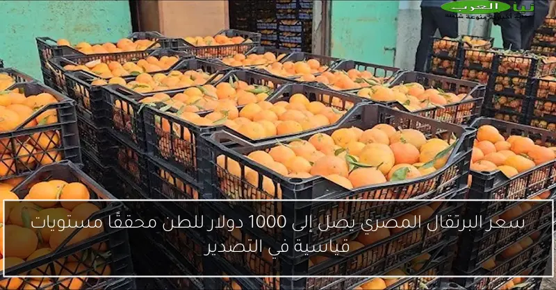 سعر البرتقال المصري يصل إلى 1000 دولار للطن محققًا مستويات قياسية في التصدير