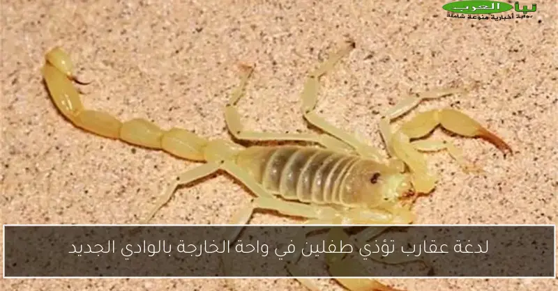لدغة عقارب تؤذي طفلين في واحة الخارجة بالوادي الجديد