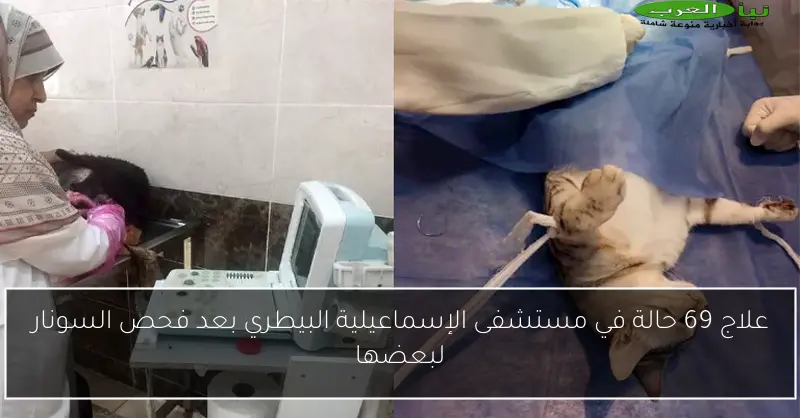 علاج 69 حالة في مستشفى الإسماعيلية البيطري بعد فحص السونار لبعضها