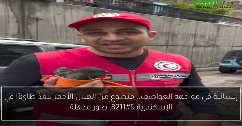 إنسانية في مواجهة العواصف.. متطوع من الهلال الأحمر ينقذ طائرًا في الإسكندرية – صور مذهلة
