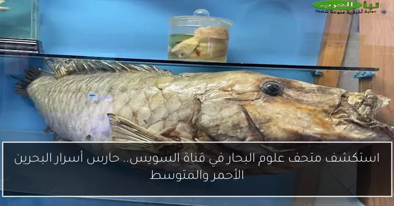 استكشف متحف علوم البحار في قناة السويس.. حارس أسرار البحرين الأحمر والمتوسط