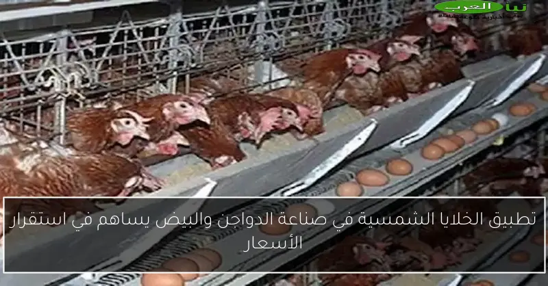 تطبيق الخلايا الشمسية في صناعة الدواجن والبيض يساهم في استقرار الأسعار