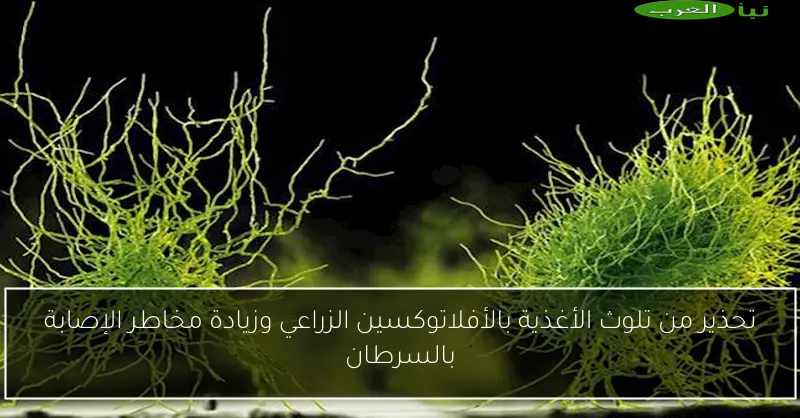 تحذير من تلوث الأغذية بالأفلاتوكسين الزراعي وزيادة مخاطر الإصابة بالسرطان