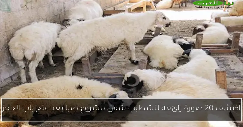 اكتشف 20 صورة رائعة لتشطيب شقق مشروع صبا بعد فتح باب الحجز