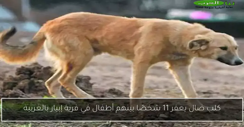 كلب ضال يعقر 11 شخصًا بينهم أطفال في قرية إبيار بالغربية