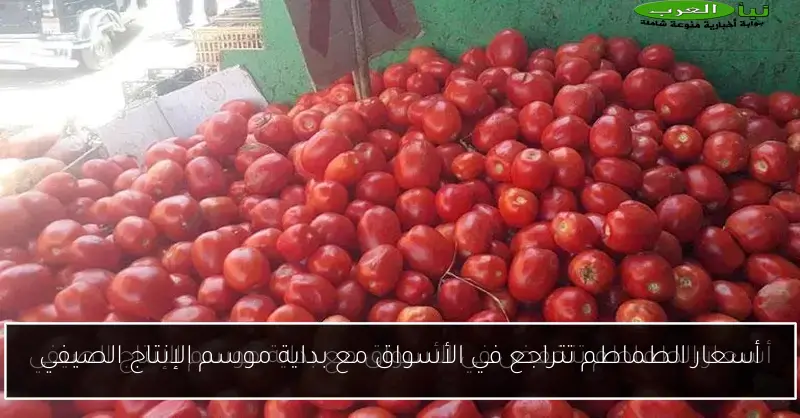 أسعار الطماطم تتراجع في الأسواق مع بداية موسم الإنتاج الصيفي