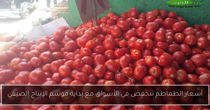 أسعار الطماطم تنخفض في الأسواق مع بداية موسم الإنتاج الصيفي