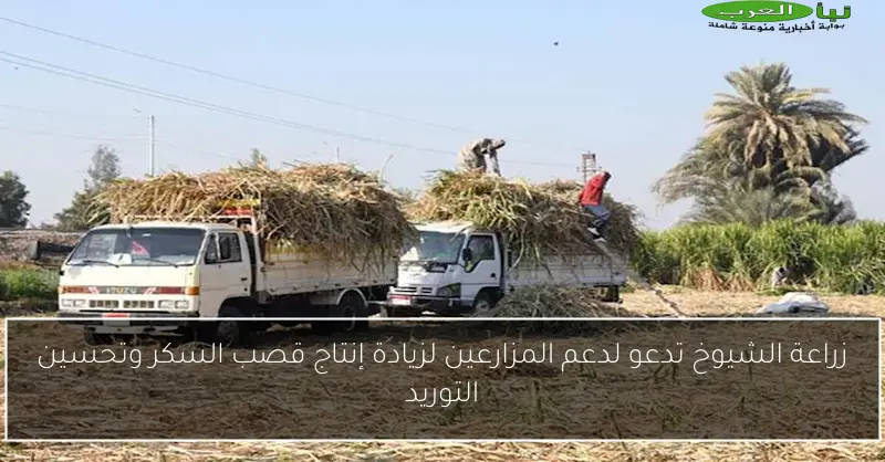 زراعة الشيوخ تدعو لدعم المزارعين لزيادة إنتاج قصب السكر وتحسين التوريد