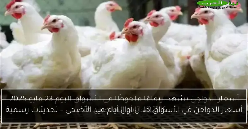 أسعار الدواجن في الأسواق خلال أول أيام عيد الأضحى – تحديثات رسمية