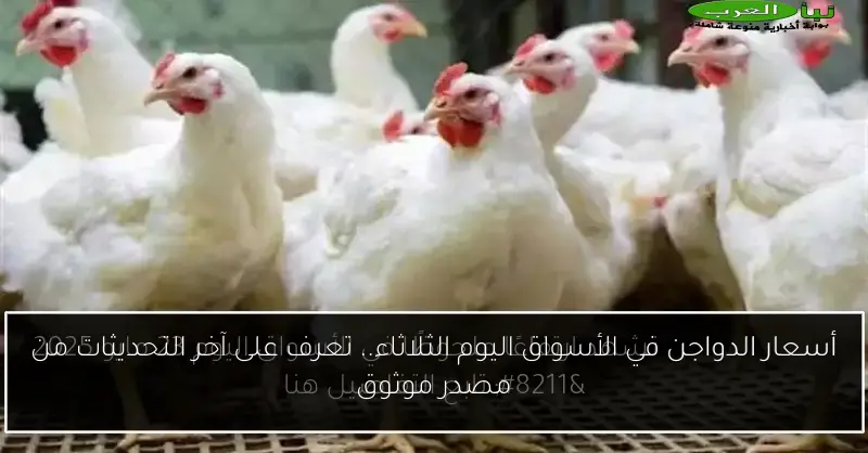 أسعار الدواجن في الأسواق اليوم الثلاثاء.. تعرف على آخر التحديثات من مصدر موثوق