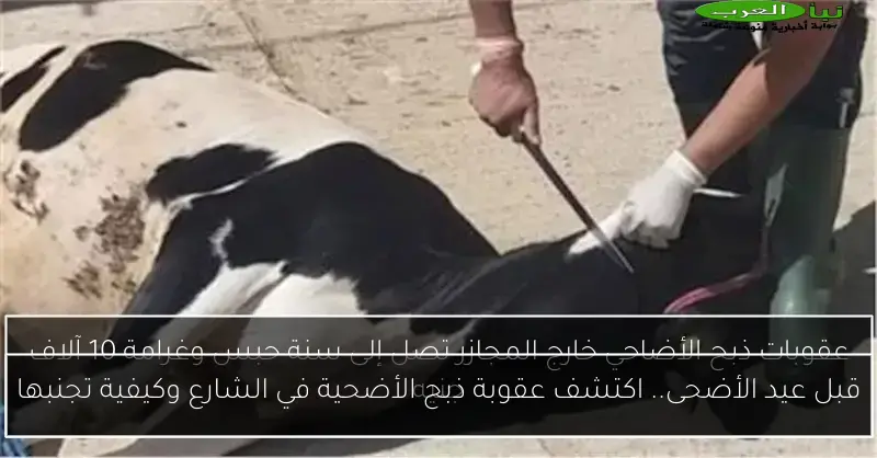 قبل عيد الأضحى.. اكتشف عقوبة ذبح الأضحية في الشارع وكيفية تجنبها