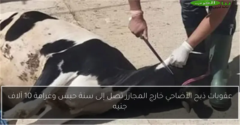عقوبات ذبح الأضاحي خارج المجازر تصل إلى سنة حبس وغرامة 10 آلاف جنيه