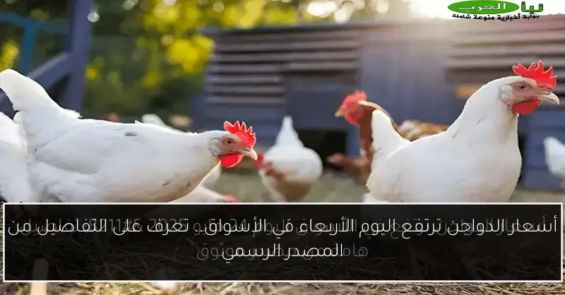 أسعار الدواجن ترتفع اليوم الأربعاء في الأسواق.. تعرف على التفاصيل من المصدر الرسمي