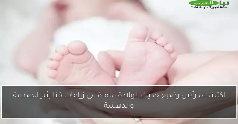 اكتشاف رأس رضيع حديث الولادة ملقاة في زراعات قنا يثير الصدمة والدهشة