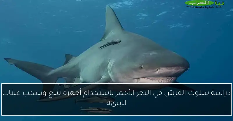 دراسة سلوك القرش في البحر الأحمر باستخدام أجهزة تتبع وسحب عينات للبيئة