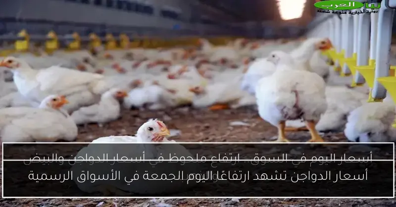 أسعار الدواجن تشهد ارتفاعًا اليوم الجمعة في الأسواق الرسمية