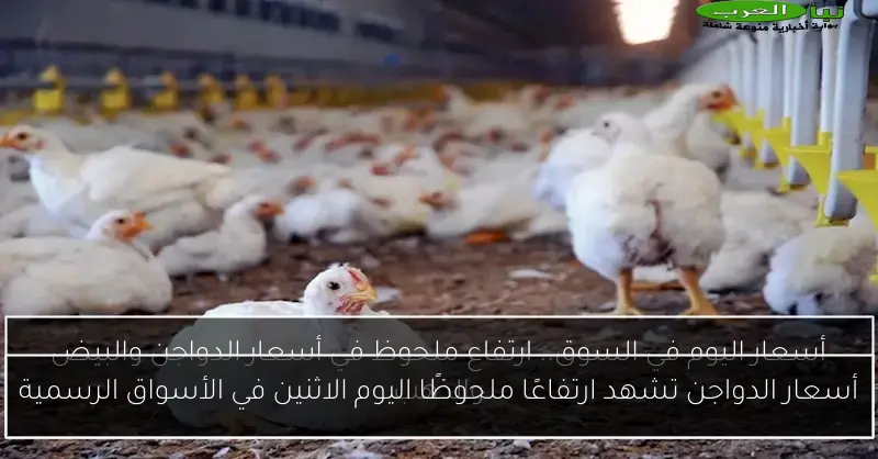 أسعار الدواجن تشهد ارتفاعًا ملحوظًا اليوم الاثنين في الأسواق الرسمية