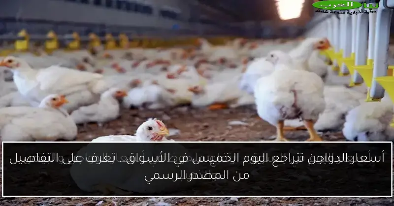 أسعار الدواجن تتراجع اليوم الخميس في الأسواق.. تعرف على التفاصيل من المصدر الرسمي
