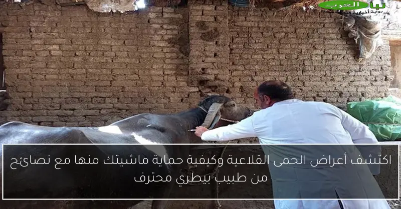 اكتشف أعراض الحمى القلاعية وكيفية حماية ماشيتك منها مع نصائح من طبيب بيطري محترف