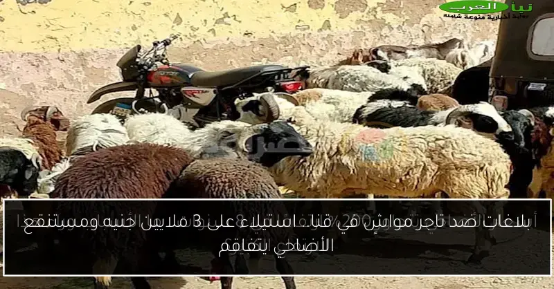 بلاغات ضد تاجر مواشٍ في قنا.. استيلاء على 3 ملايين جنيه ومستنقع الأضاحي يتفاقم