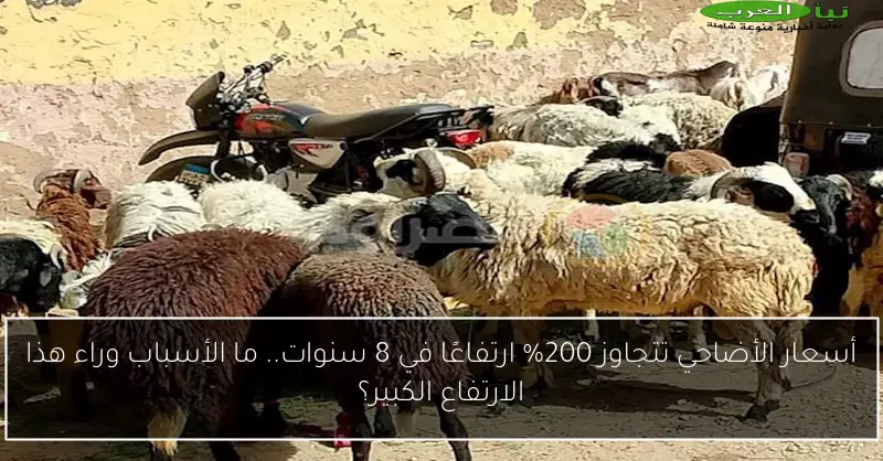 أسعار الأضاحي تتجاوز 200% ارتفاعًا في 8 سنوات.. ما الأسباب وراء هذا الارتفاع الكبير؟