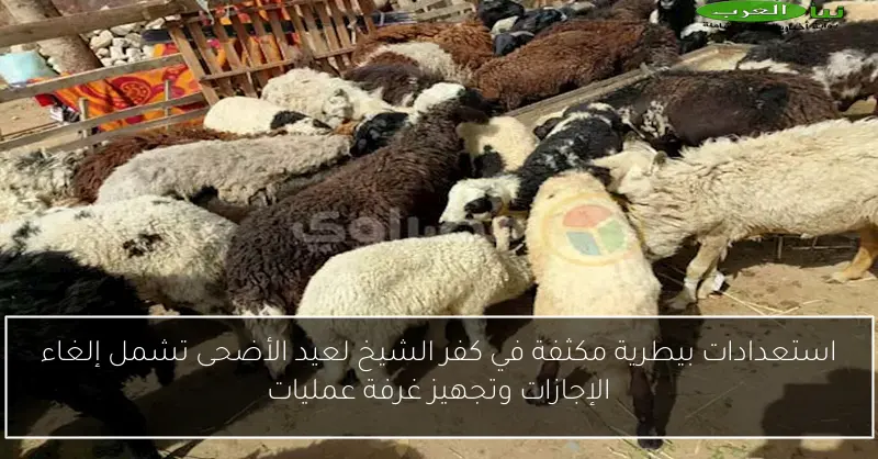 استعدادات بيطرية مكثفة في كفر الشيخ لعيد الأضحى تشمل إلغاء الإجازات وتجهيز غرفة عمليات